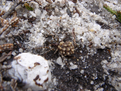 Arctosa perita