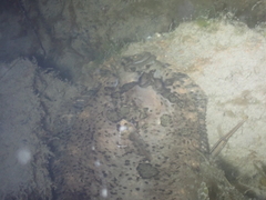 Zeugopterus punctatus