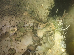 Zeugopterus punctatus