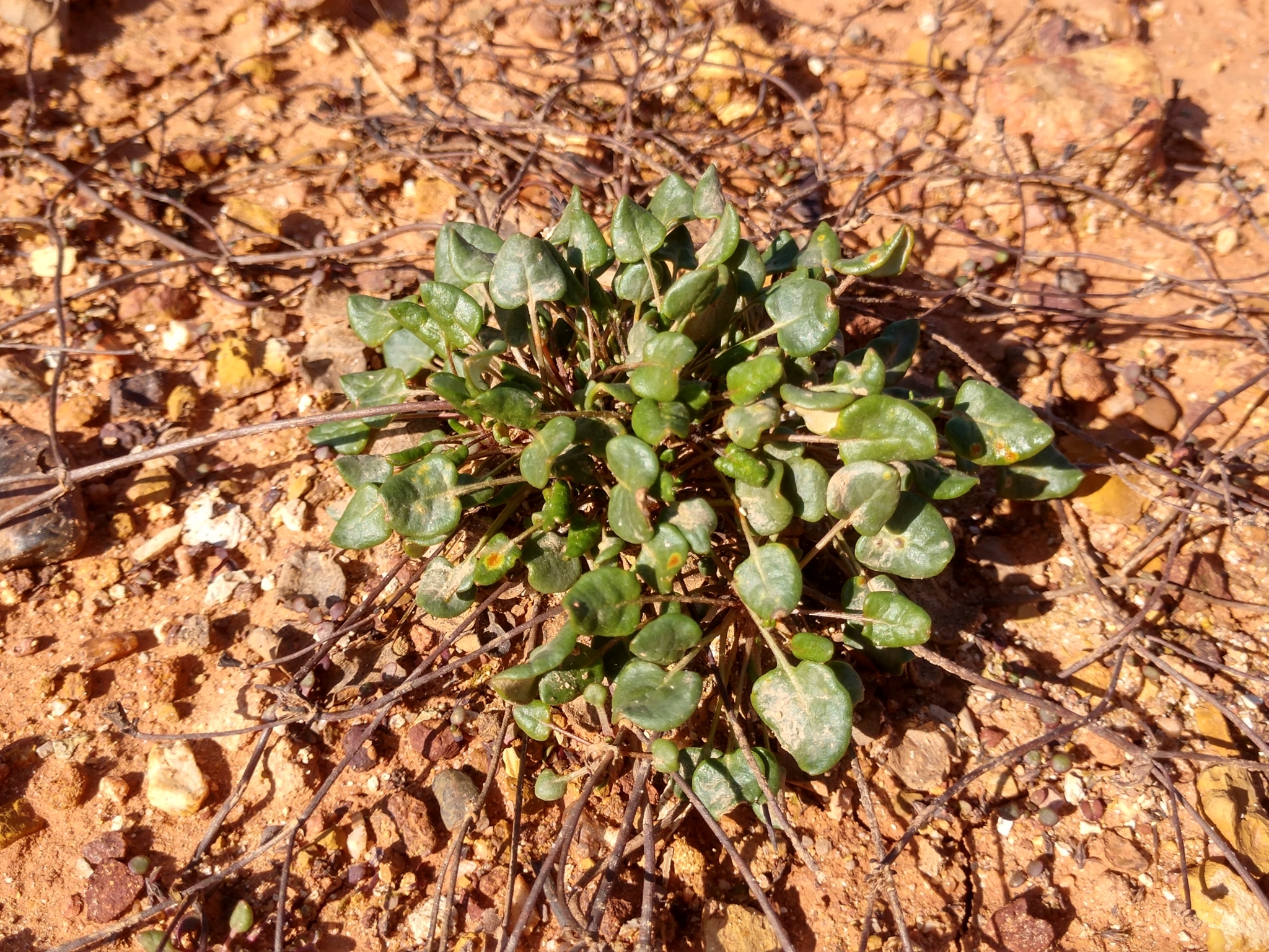 Eriogonum apricum var. prostratum