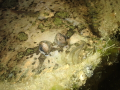 Zeugopterus punctatus