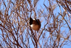 Acanthiza robustirostris