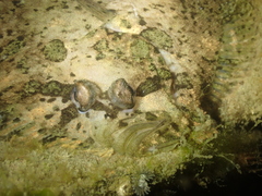 Zeugopterus punctatus