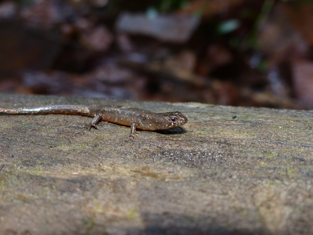 Senegal Earless Skink