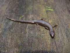 Cophoscincopus greeri