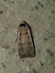 Dichagyris flammatra