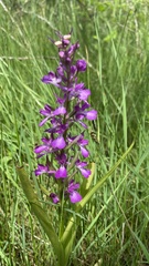 Anacamptis palustris elegans