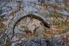 Cophoscincopus greeri