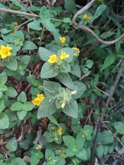 Lysimachia congestiflora