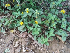 Lysimachia congestiflora