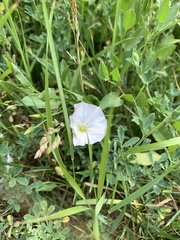 Convolvulus arvensis
