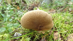Cortinarius pholideus