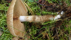 Cortinarius pholideus