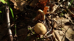 Cortinarius pholideus
