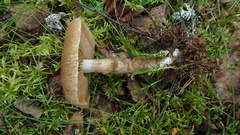 Cortinarius pholideus