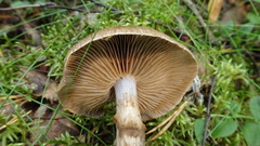 Cortinarius pholideus