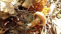 Cortinarius pholideus