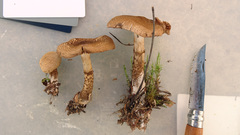 Cortinarius pholideus