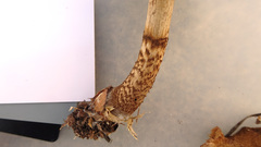 Cortinarius pholideus