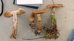Cortinarius pholideus