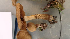 Cortinarius pholideus