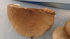 Cortinarius pholideus