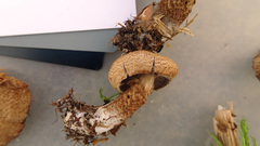 Cortinarius pholideus