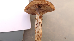 Cortinarius pholideus