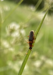 Cantharis lateralis