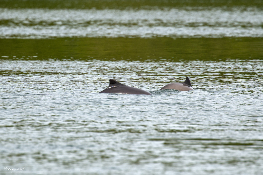 Two harbour porpoises surfacing together in Kolding Fjord, Denmark