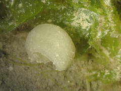 Haminoea navicula