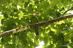 Psilopogon chrysopogon