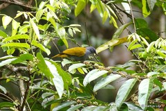 Rubigula cyaniventris