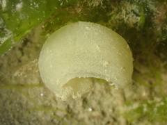 Haminoea navicula