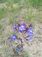 Anchusa azurea