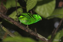 Calyptomena viridis