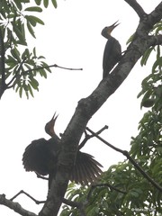 Mulleripicus pulverulentus