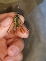 Libelloides ictericus corsicus