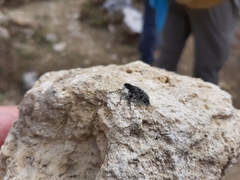 Lycia alpina