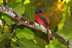 Harpactes duvaucelii