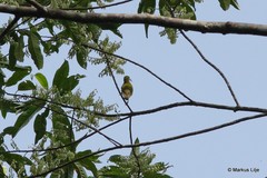 Arachnothera modesta