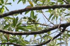 Arachnothera modesta