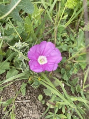 Convolvulus galaticus