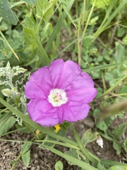 Convolvulus galaticus