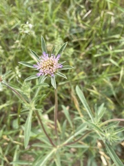 Scabiosa rotata