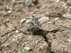 Muschampia orientalis