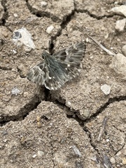 Muschampia orientalis