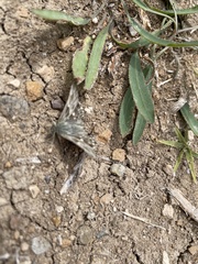 Muschampia orientalis