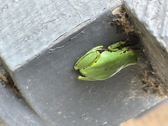 Hyperolius cinnamomeoventris