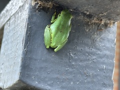 Hyperolius cinnamomeoventris